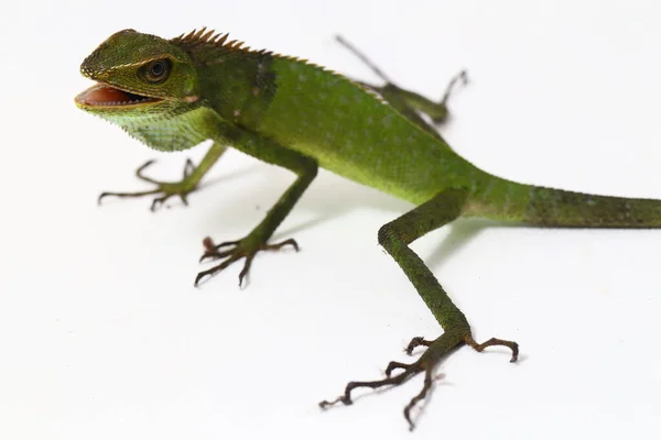 Bronchocela Jubata Allmänt Känd Som Maned Forest Lizard Art Agamid — Stockfoto