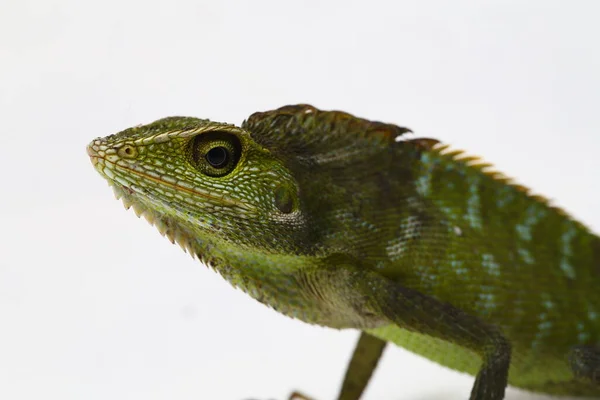 Bronchocela Jubata Commonly Known Maned Forest Lizard Species Agamid Lizard — Stock Photo, Image