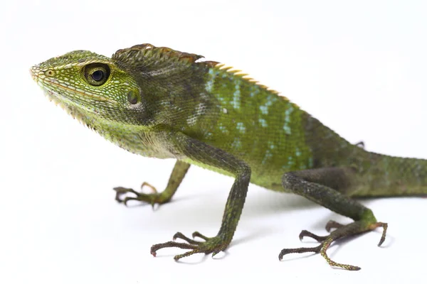 Bronchocela Jubata Een Hagedis Uit Familie Agamidehagedissen Agamidae — Stockfoto