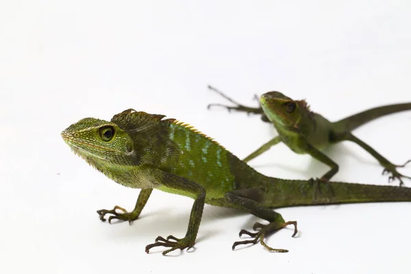 Bronchocela Jubata Commonly Known Maned Forest Lizard Species Agamid Lizard — Stock Photo, Image