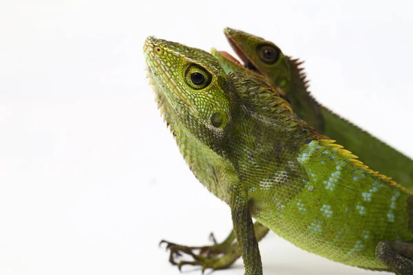 Bronchocela Jubata Commonly Known Maned Forest Lizard Species Agamid Lizard — Stock Photo, Image