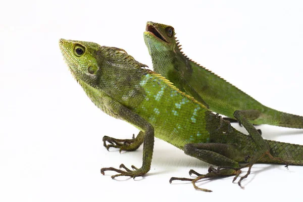 Bronchocela Jubata Allmänt Känd Som Maned Forest Lizard Art Agamid — Stockfoto
