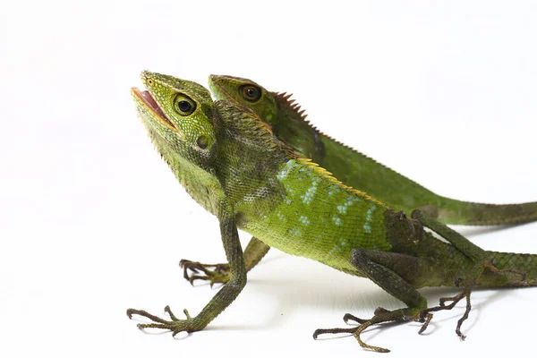 Bronchocela Jubata Commonly Known Maned Forest Lizard Species Agamid Lizard — Stock Photo, Image