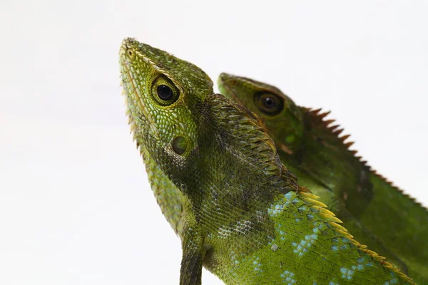 Bronchocela Jubata Een Hagedis Uit Familie Agamidehagedissen Agamidae — Stockfoto