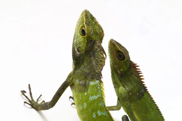 Bronchocela Jubata Commonly Known Maned Forest Lizard Species Agamid Lizard — Stock Photo, Image