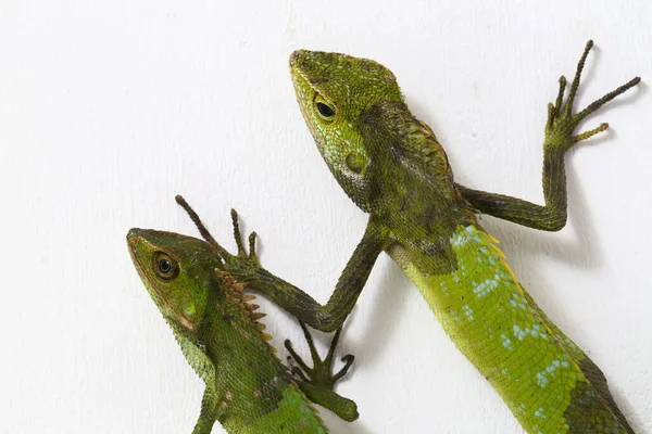 Bronchocela Jubata Commonly Known Maned Forest Lizard Species Agamid Lizard — Stock Photo, Image