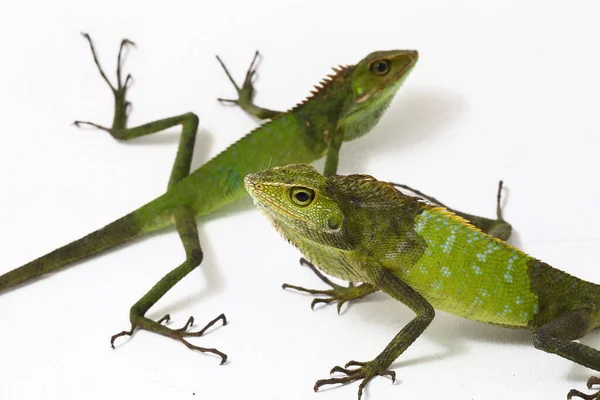 Bronchocela Jubata Commonly Known Maned Forest Lizard Species Agamid Lizard — Stock Photo, Image