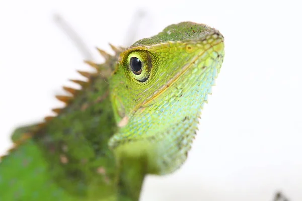 Bronchocela Jubata Commonly Known Maned Forest Lizard Species Agamid Lizard — Stock Photo, Image