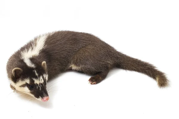 Javan Iller Grävling Melogale Orientalis Mustelid Endemisk Till Java Och — Stockfoto