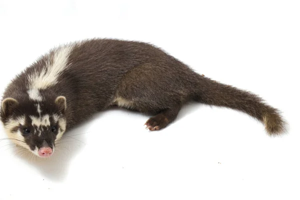 Javan Iller Grävling Melogale Orientalis Mustelid Endemisk Till Java Och — Stockfoto