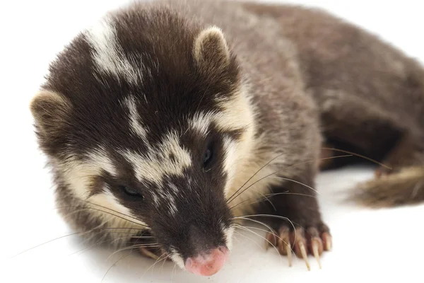 Mustelid Ferret Badger Melogale Orientalis Adalah Sejenis Mustelid Endemik Jawa — Stok Foto