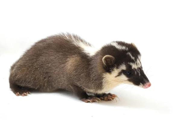 Mustelid Ferret Badger Melogale Orientalis Adalah Sejenis Mustelid Endemik Jawa — Stok Foto