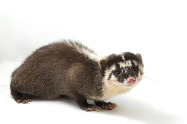 Javan Ferret Badger Melogale Orientalis Вид Гірчиці Ендемік Яви Балі — стокове фото