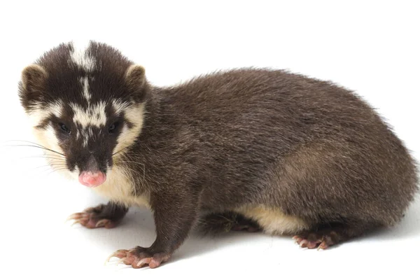 Mustelid Ferret Badger Melogale Orientalis Adalah Sejenis Mustelid Endemik Jawa — Stok Foto