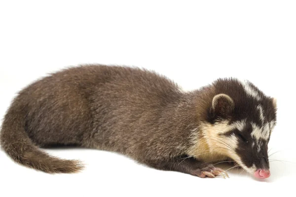 Νυφίτσα Javan Ferret Badger Melogale Orientalis Είναι Ένα Mustelid Ενδημικό — Φωτογραφία Αρχείου