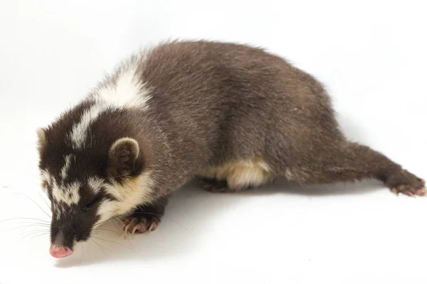 Javan Iller Grävling Melogale Orientalis Mustelid Endemisk Till Java Och — Stockfoto