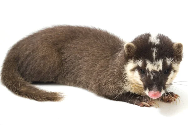 Javan Iller Grävling Melogale Orientalis Mustelid Endemisk Till Java Och — Stockfoto