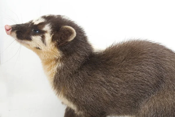 오소리 Javan Ferret Badger Melogale Orientalis 인도네시아 자바와 발리에 서식하는 — 스톡 사진