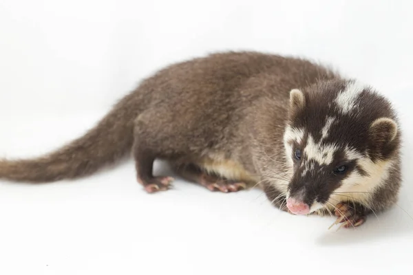 Der Javanische Frettchendachs Melogale Orientalis Ist Eine Mustelidee Die Auf — Stockfoto