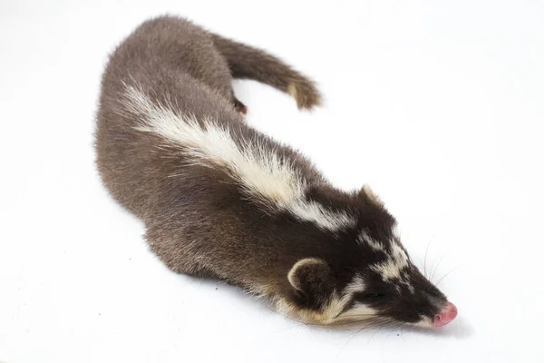 오소리 Javan Ferret Badger Melogale Orientalis 인도네시아 자바와 발리에 서식하는 — 스톡 사진