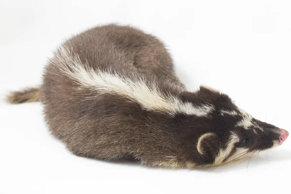 Javan Iller Grävling Melogale Orientalis Mustelid Endemisk Till Java Och — Stockfoto