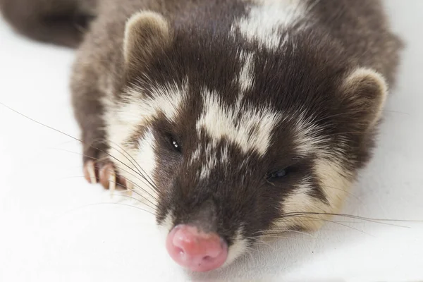 Javan Iller Grävling Melogale Orientalis Mustelid Endemisk Till Java Och — Stockfoto