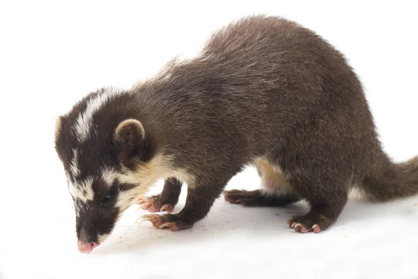 Javan Iller Grävling Melogale Orientalis Mustelid Endemisk Till Java Och — Stockfoto