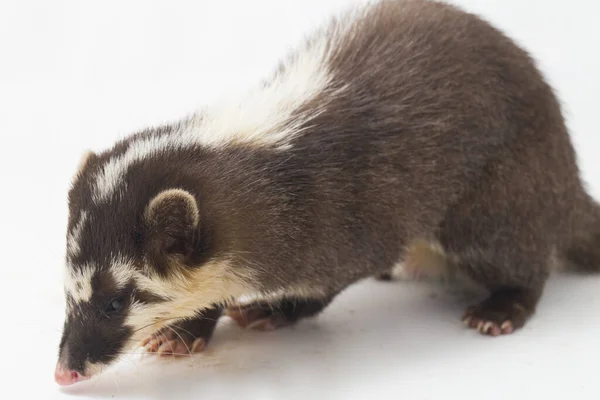 Javan Iller Grävling Melogale Orientalis Mustelid Endemisk Till Java Och — Stockfoto