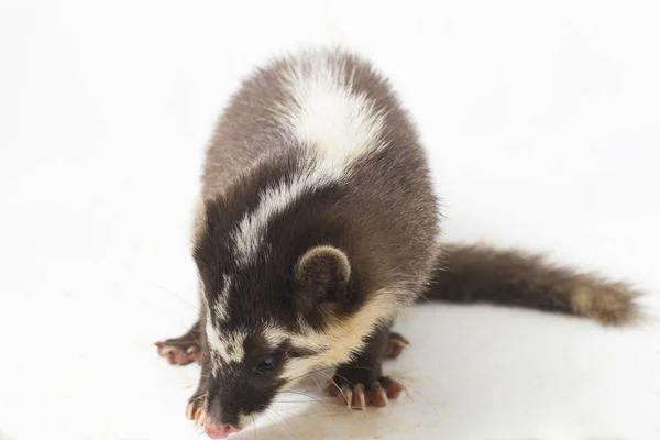 Javan Iller Grävling Melogale Orientalis Mustelid Endemisk Till Java Och — Stockfoto