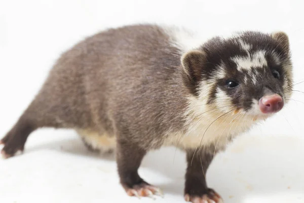 Javan Ferret Badger Melogale Orientalis Mustelid Endemic Java Bali Indonesia — Stock Photo, Image