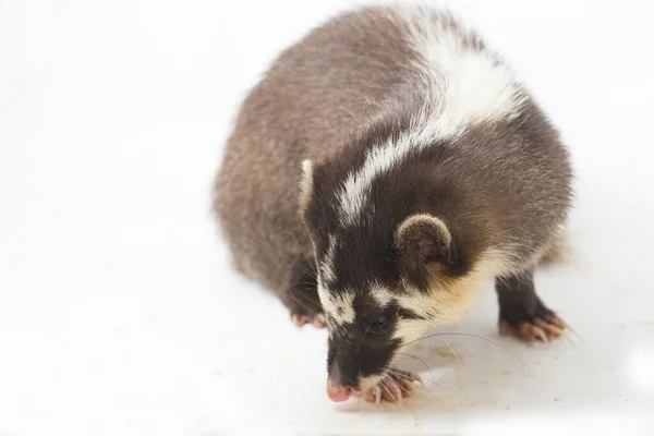 오소리 Javan Ferret Badger Melogale Orientalis 인도네시아 자바와 발리에 서식하는 — 스톡 사진