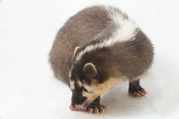 Javan Iller Grävling Melogale Orientalis Mustelid Endemisk Till Java Och — Stockfoto