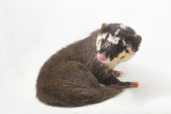 Javan Iller Grävling Melogale Orientalis Mustelid Endemisk Till Java Och — Stockfoto