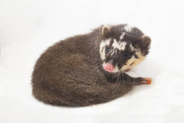 오소리 Javan Ferret Badger Melogale Orientalis 인도네시아 자바와 발리에 서식하는 — 스톡 사진