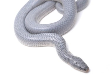 Xenopeltis unicolor Stiring it 's skin. Güneş ışığı yılanı, Güneydoğu Asya 'da ve Endonezya' nın bazı bölgelerinde bulunan zehirli olmayan bir yılan türüdür. beyaz arkaplanda izole