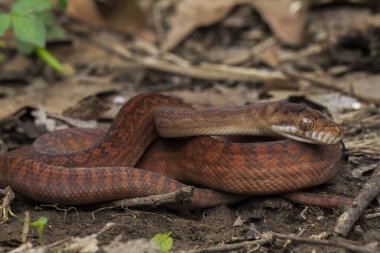 Endonezya, Papua Yeni Gine ve Avustralya 'da bulunan Pythonidae familyasındaki yavru ametistine piton (morelia amethistina) büyük bir yılan türü.