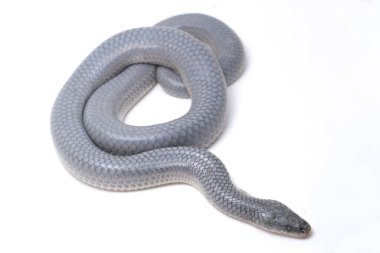 Xenopeltis unicolor Stiring it 's skin. Güneş ışığı yılanı, Güneydoğu Asya 'da ve Endonezya' nın bazı bölgelerinde bulunan zehirli olmayan bir yılan türüdür. beyaz arkaplanda izole