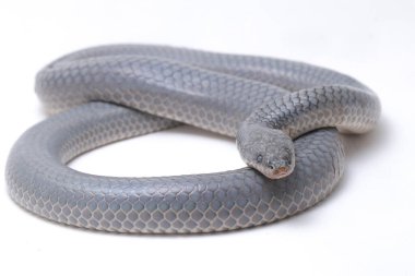 Xenopeltis unicolor Stiring it 's skin. Güneş ışığı yılanı, Güneydoğu Asya 'da ve Endonezya' nın bazı bölgelerinde bulunan zehirli olmayan bir yılan türüdür. beyaz arkaplanda izole
