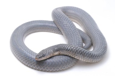 Xenopeltis unicolor Stiring it 's skin. Güneş ışığı yılanı, Güneydoğu Asya 'da ve Endonezya' nın bazı bölgelerinde bulunan zehirli olmayan bir yılan türüdür. beyaz arkaplanda izole
