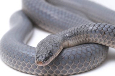 Xenopeltis unicolor Stiring it 's skin. Güneş ışığı yılanı, Güneydoğu Asya 'da ve Endonezya' nın bazı bölgelerinde bulunan zehirli olmayan bir yılan türüdür. beyaz arkaplanda izole