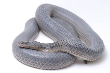 Xenopeltis unicolor Stiring it 's skin. Güneş ışığı yılanı, Güneydoğu Asya 'da ve Endonezya' nın bazı bölgelerinde bulunan zehirli olmayan bir yılan türüdür. beyaz arkaplanda izole