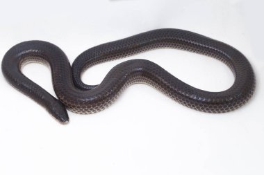 Xenopeltis unicolor. Güneş ışığı yılanı, Güneydoğu Asya 'da ve Endonezya' nın bazı bölgelerinde bulunan zehirli olmayan bir yılan türüdür. beyaz arkaplanda izole