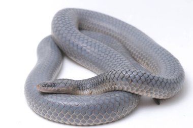 Xenopeltis unicolor Stiring it 's skin. Güneş ışığı yılanı, Güneydoğu Asya 'da ve Endonezya' nın bazı bölgelerinde bulunan zehirli olmayan bir yılan türüdür. beyaz arkaplanda izole