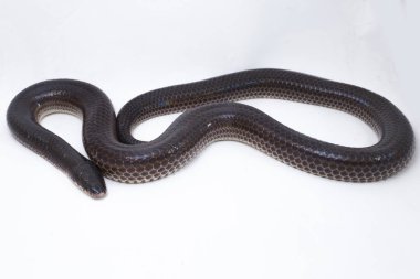 Xenopeltis unicolor. Güneş ışığı yılanı, Güneydoğu Asya 'da ve Endonezya' nın bazı bölgelerinde bulunan zehirli olmayan bir yılan türüdür. beyaz arkaplanda izole