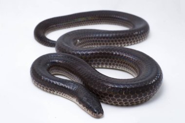 Xenopeltis unicolor. Güneş ışığı yılanı, Güneydoğu Asya 'da ve Endonezya' nın bazı bölgelerinde bulunan zehirli olmayan bir yılan türüdür. beyaz arkaplanda izole