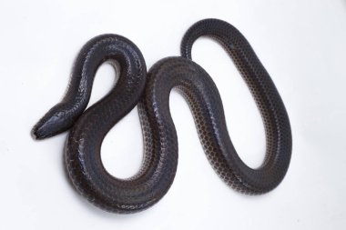 Xenopeltis unicolor. Güneş ışığı yılanı, Güneydoğu Asya 'da ve Endonezya' nın bazı bölgelerinde bulunan zehirli olmayan bir yılan türüdür. beyaz arkaplanda izole