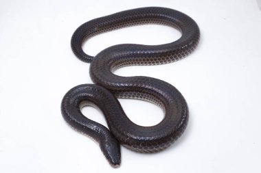 Xenopeltis unicolor. Güneş ışığı yılanı, Güneydoğu Asya 'da ve Endonezya' nın bazı bölgelerinde bulunan zehirli olmayan bir yılan türüdür. beyaz arkaplanda izole