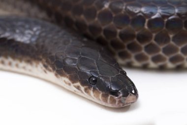 Xenopeltis unicolor. Güneş ışığı yılanı, Güneydoğu Asya 'da ve Endonezya' nın bazı bölgelerinde bulunan zehirli olmayan bir yılan türüdür. beyaz arkaplanda izole