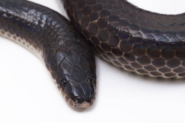 Xenopeltis unicolor. Güneş ışığı yılanı, Güneydoğu Asya 'da ve Endonezya' nın bazı bölgelerinde bulunan zehirli olmayan bir yılan türüdür. beyaz arkaplanda izole