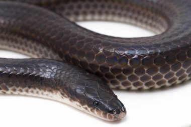 Xenopeltis unicolor. Güneş ışığı yılanı, Güneydoğu Asya 'da ve Endonezya' nın bazı bölgelerinde bulunan zehirli olmayan bir yılan türüdür. beyaz arkaplanda izole